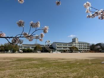 別所小学校の桜