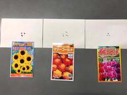 「ヒマワリ」「マリーゴールド」「ホウセンカ」のたね