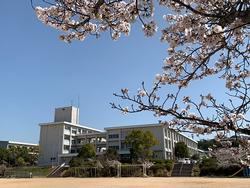 桜と校舎