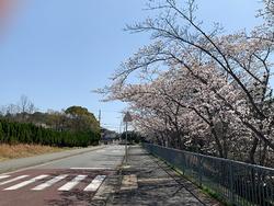 学校前の桜並木