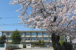 三樹桜