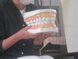 大きな歯の模型