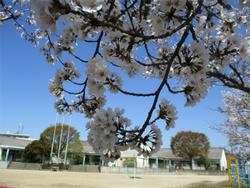 運動場と桜
