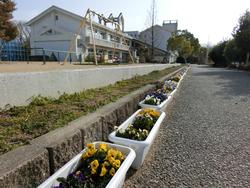 ビオラの花
