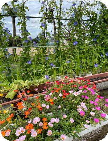 校庭の花