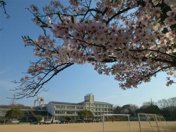 満開の桜