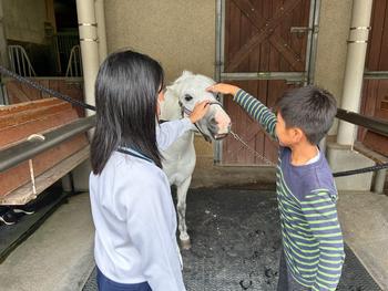 馬とのふれあい