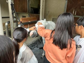 馬とのふれあい