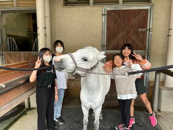 馬とのふれあい