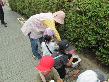 花植え
