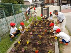 老人クラブの皆さんとポーチュラカの苗を植える2年生