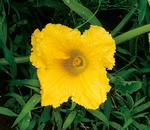 黄色の花の写真（かぼちゃ）