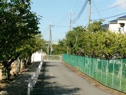 正門近くの桜の木