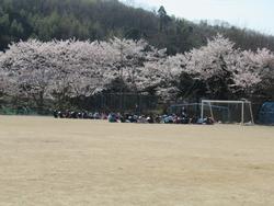 桜