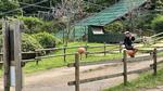 グリーニア