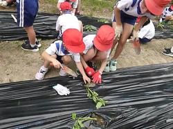 植え方を教えています