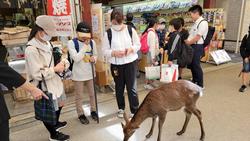 鹿と一緒に