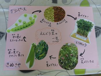 エンドウ豆の一生