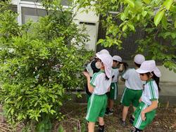 ユズの木からアゲハチョウの幼虫を探す様子
