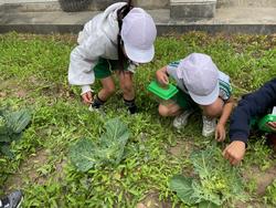 キャベツ畑でモンシロチョウのたまご・幼虫を探す様子