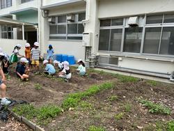 さつまいも畑の雑草を抜きました