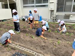 さつまいも畑で雑草を抜きました