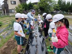 1・2年芋苗植え