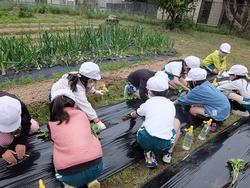 1・2年芋苗植え