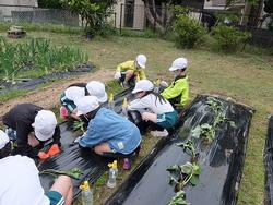 1・2年芋苗植え