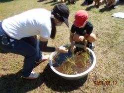 3年生田植え