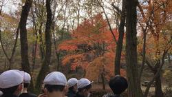 紅葉