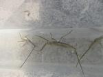 タイコウチ