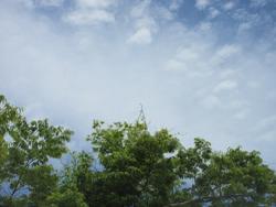 樹木と青空