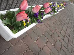 ピンクのチューリップ