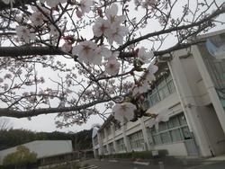 桜と校舎