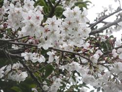 3月30日の桜です