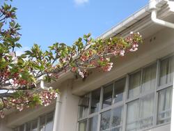 葉桜