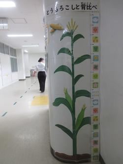 ものさし