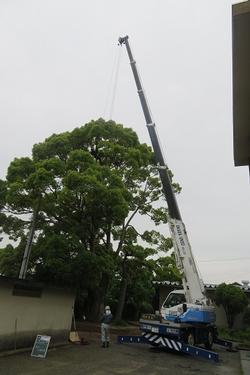 剪定