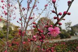 紅梅