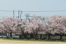 桜