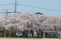 桜