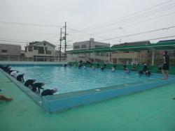 水泳学習