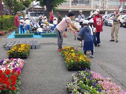花植え
