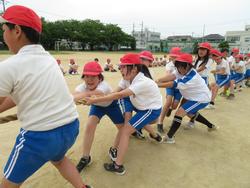 5・6年生綱引きの練習