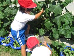1年生 夏野菜のお世話