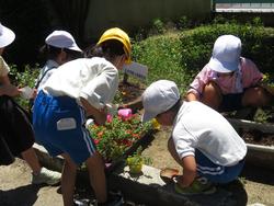 老人クラブの方々と花植え