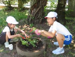 老人クラブの方々と花植え