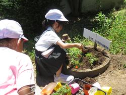 老人クラブの方々と花植え