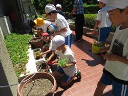 老人クラブの方々と花植え